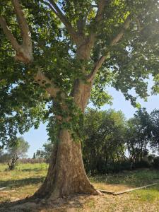 Villas Domaine de la Tapie de Bouchet - en Camargue : photos des chambres