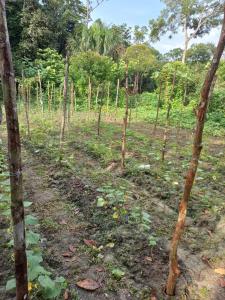 Ecofinca del Paraíso