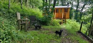 Peggys Cabin in the Woods