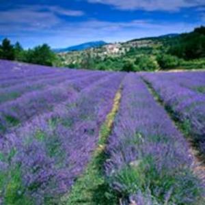 Maisons d'hotes A l'ombre du Ventoux : photos des chambres