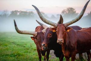 Parc animalier des Clautres - Maison Roulottes Tente