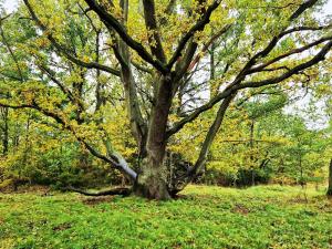 Skønt feriehus til 6 personer, Sjælland