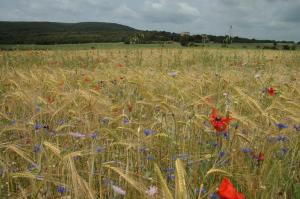Gite "panda" la vincence