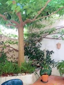 Maisons de vacances Spacious house with garden in Ollioules : photos des chambres