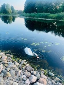 Už Karvelius - Sodyba Biržų mieste