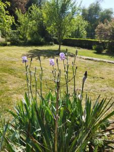 Appartements beausejour : photos des chambres