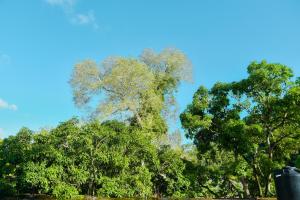 The Aldiadino Garden