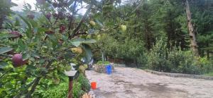 Soyal Orchard Retreat- Vanvaas