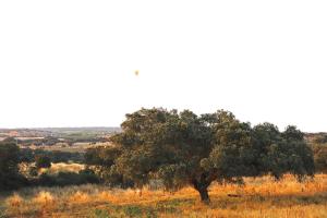 Monte Dos Vicentes Herdade da Yucca