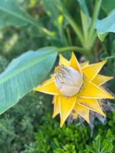 Villas Villa Salamba le charme avec piscine : photos des chambres