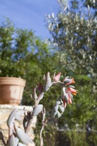 Maisons de vacances Maison mitoyenne Mas Domaine de la Biche : photos des chambres