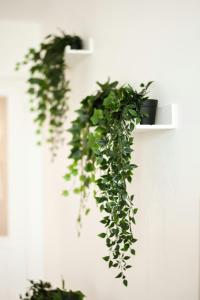 Cocon Prestige Lyonnais : Sécurité et Commodités