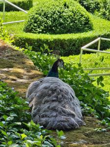 Appartements LA MAISON VALENTIN AU COEUR DE LA CITE MEDIEVALE : photos des chambres