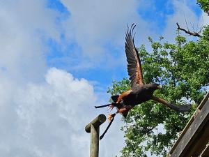 Appartements LA MAISON VALENTIN AU COEUR DE LA CITE MEDIEVALE : photos des chambres