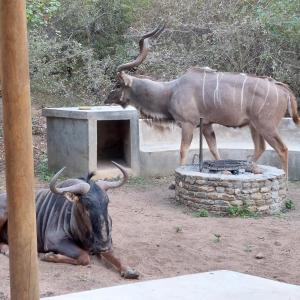 Leadwood Marloth Lodge