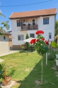 Kuća Amazonija - Apartmány, Apatin