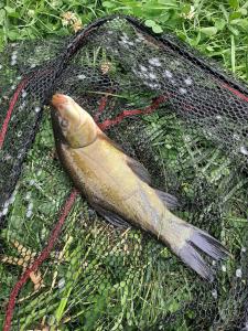 Stary młyn nad Tywą