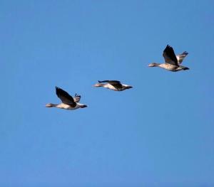 AGUAIT I - Villa with private mountain per runners, trailer, near beach Puerto Pollensa,belong to the property Puerto Pollensa Villas and apartments