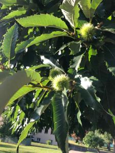 VeWö See lakeboarding