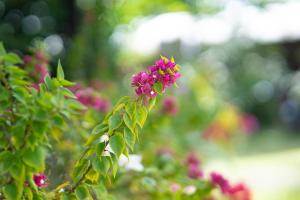 Ana-as Apartelle (GGL)