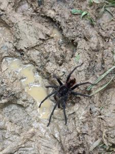 hospedaje Casa Jaguar