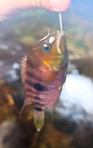 Kono Rainbow Finca paraíso