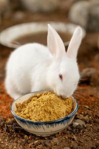 Le Palmier Long An Boutique Resort - Free Outdoor Cinema