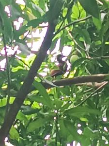 Cabaña Rincón de Curubandé