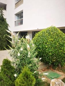 Apartament nr 5 NEPTUN PRIVATE SUITES