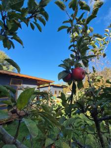 Casa Campo Km4 Panguipulli