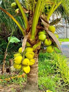 The Hidden Oasis Bungalows