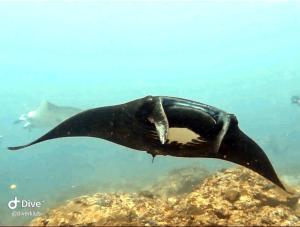 Dhita Bila Dive & Bungalows