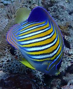 Dhita Bila Dive & Bungalows