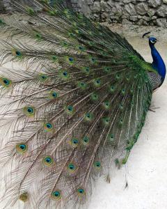 Shangri-Lanka Village