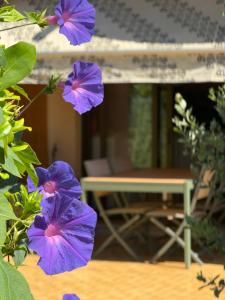 Maradiva Studio