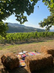 Cascina Piandamiane, soggiorno sostenibile e charme depoca nella natura delle Langhe