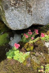 Apartment Thermik 3 1- OG Süd by Interhome