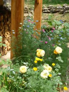 B&B / Chambres d'hotes Sous le Tilleul, Chez Joelle et Guy : photos des chambres