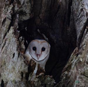 Ego Lakeside Safari Retreat- Yala Tissamaharama