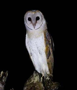 Ego Lakeside Safari Retreat- Yala Tissamaharama