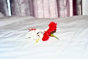 Michamvi Holiday Homes