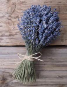 appartement coconing