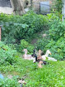 Naturalnie w mieście Gdańsku