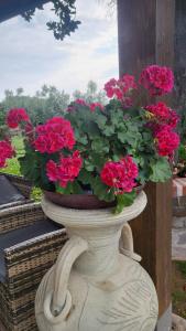 la finestra sul cortile 2