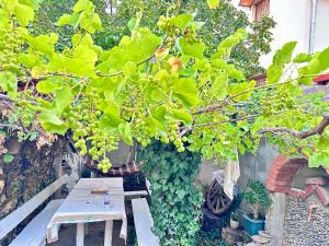 Badris Winery and House