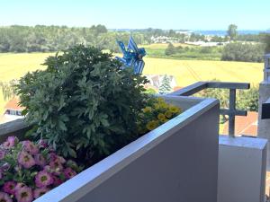 Berolina 701 - Seabreeze