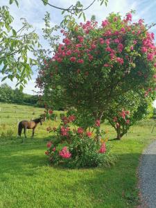 Maisons de vacances Gite a la campagne : photos des chambres