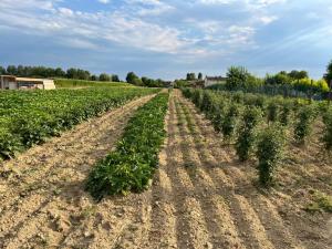 Agriturismo Alla Vigna