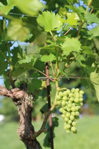 2-Zimmer Obstgarten Appartement