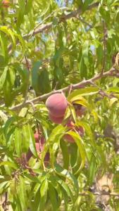 Masseria Fra Telesforo